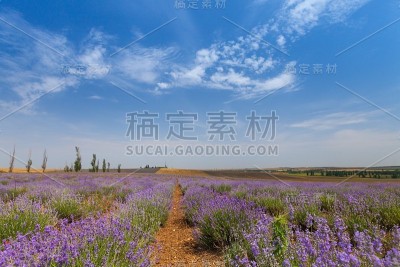 薰衣草。