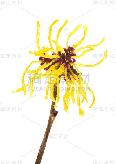 金缕梅virginiana花
