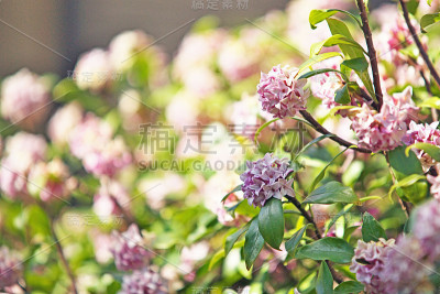 达芙妮
