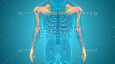 人体骨骼系统上肢骨关节解剖学