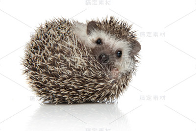 非洲刺猬看着镜头开心地翻了个身