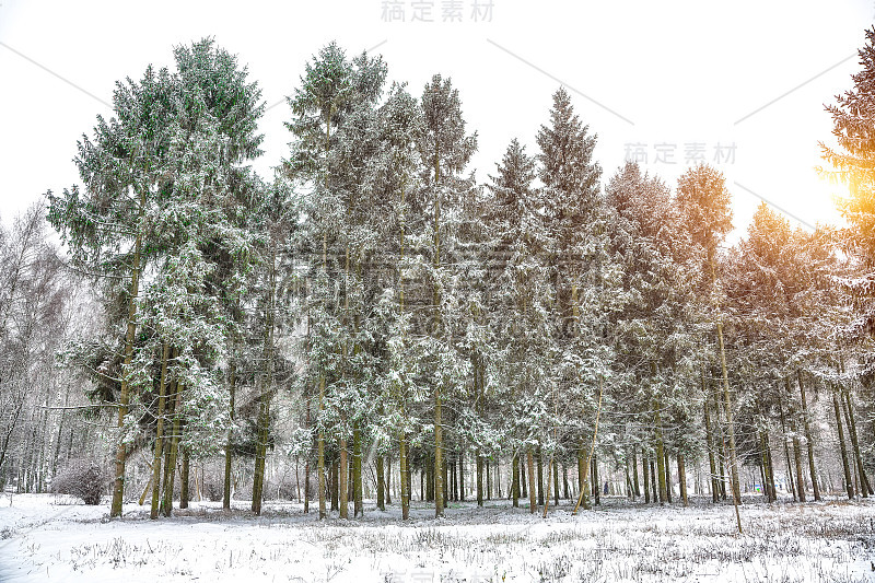 圣诞树上覆盖着雪花