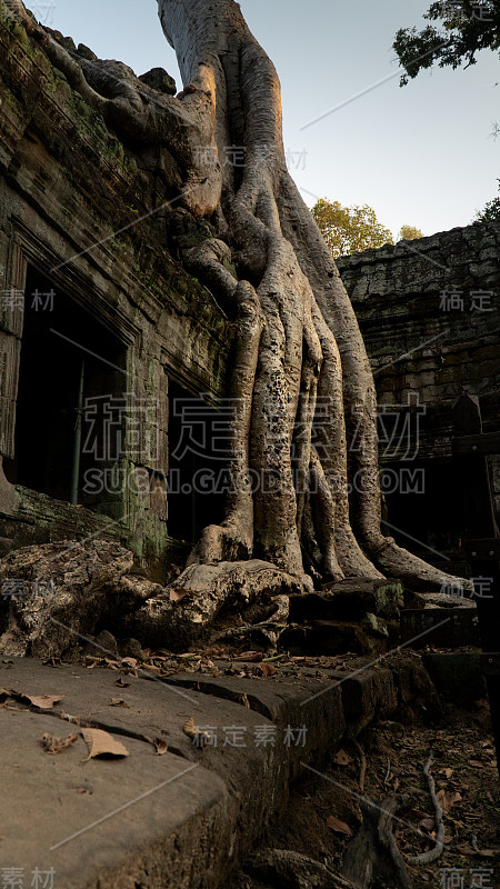 塔普隆寺的建筑结构中植入了树木。