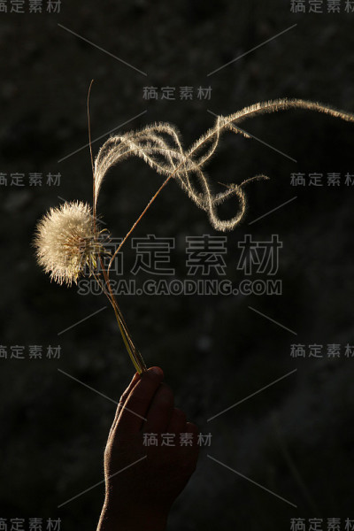 蒲公英