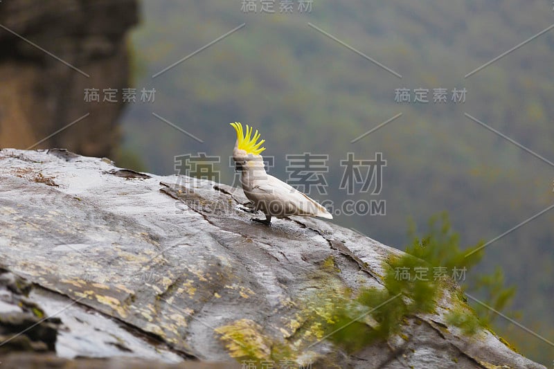 蓝山野生凤头鹦鹉