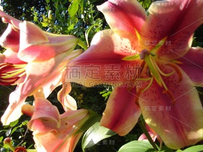 美丽娇艳、色彩鲜艳的花朵盛开着