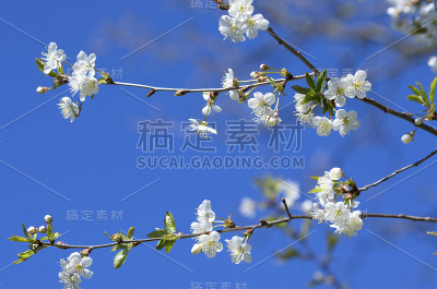 美丽的樱花枝桠