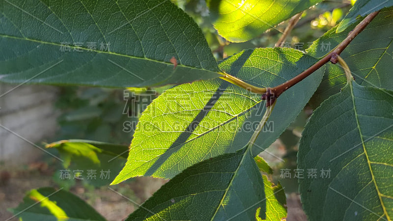 明亮的阳光透过绿色樱桃树叶的特写。在模糊的背景上的新鲜叶子的叶脉图案。夏季的果园园艺。