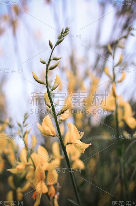 花园里的黄花特写