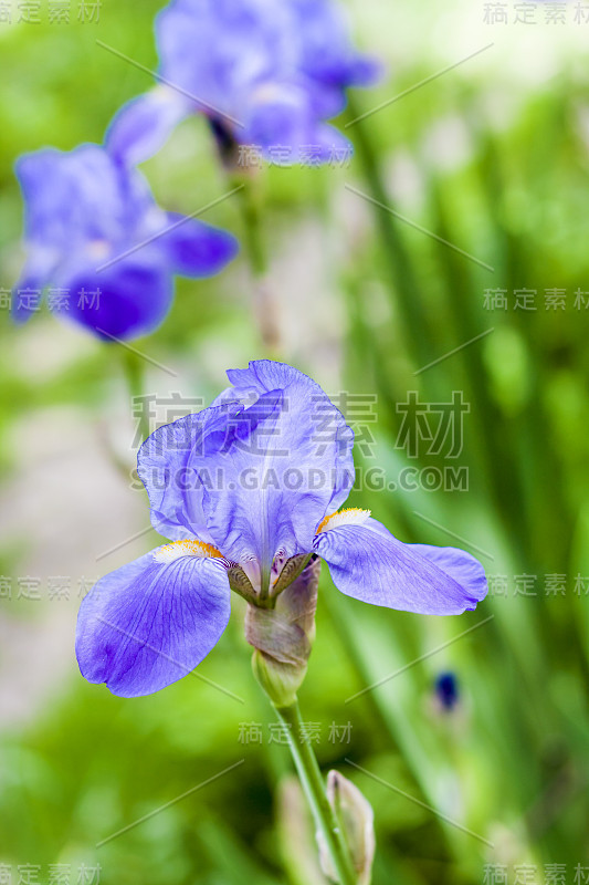 蓝色的鸢尾花在绿色的花园背景上