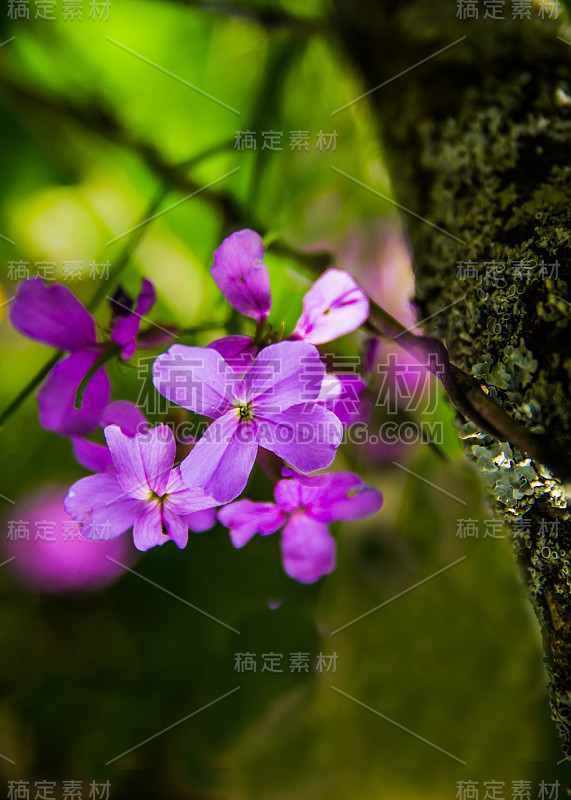 盛开的夫人的火箭(Hesperis matronalis L.)