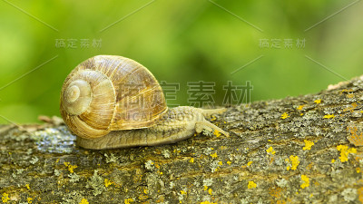 大葡萄蜗牛