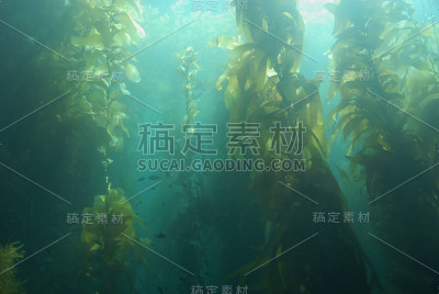 加利福尼亚海岸水下的海藻森林