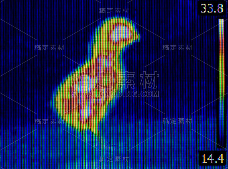 小鸡热成像