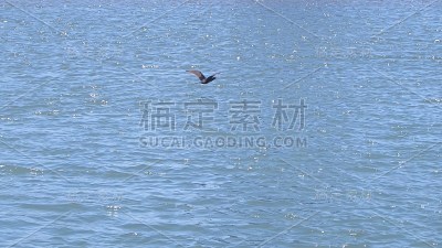 鸟飞过大海