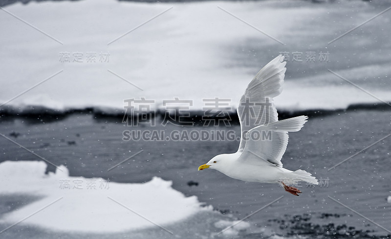 白鸥(Larus hyperboreus)是一种大型鸥，在北半球的北极地区繁殖。在斯瓦尔巴特群岛。