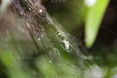蜘蛛