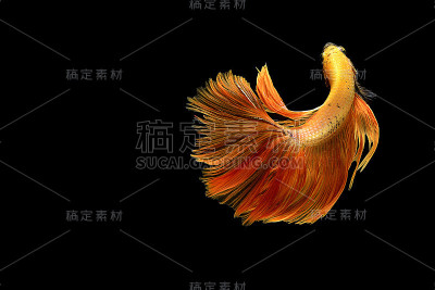 暹罗斗鱼。捕捉白色暹罗鱼在黑色背景孤立战斗的移动时刻。泰国的斗鱼文化还活着