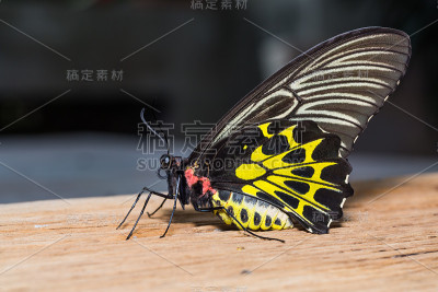 黄金birdwing蝴蝶