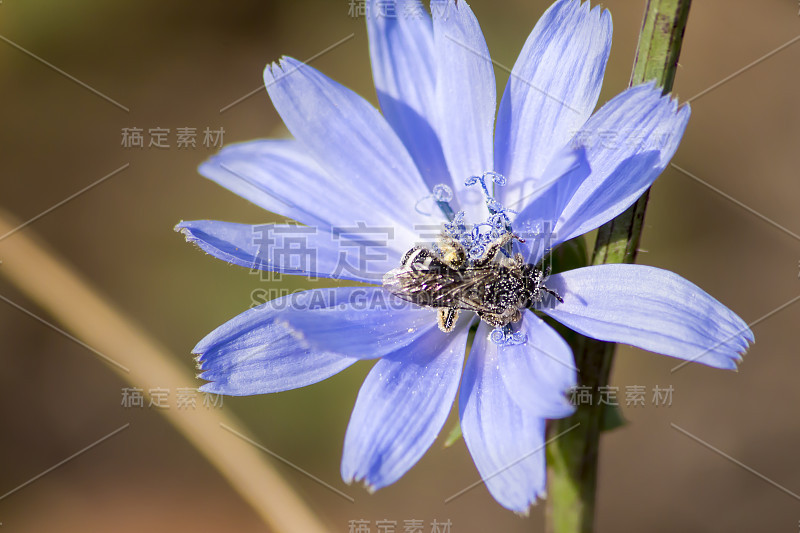 蓝花上的蜜蜂