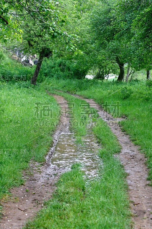 乡村道路，绿树和森林自然