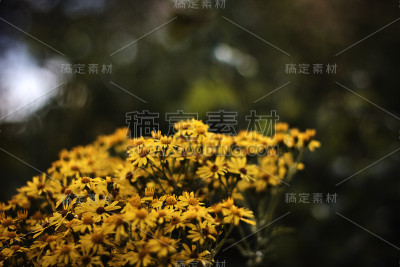 黄色的雏菊花