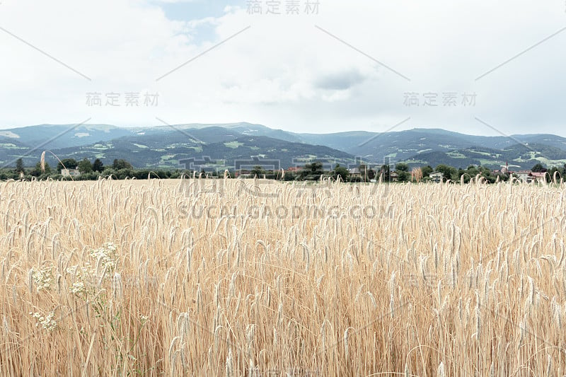 在群山的背景下，一片成熟的金色小麦小穗的田野。