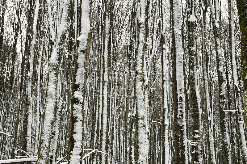 冬天的场景后一场雪在山毛榉森林在托斯卡纳山。意大利。