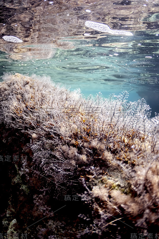 Saronicos海湾的地中海珊瑚礁。