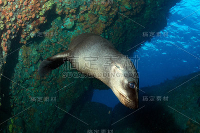 小狗海狮在水下看着你