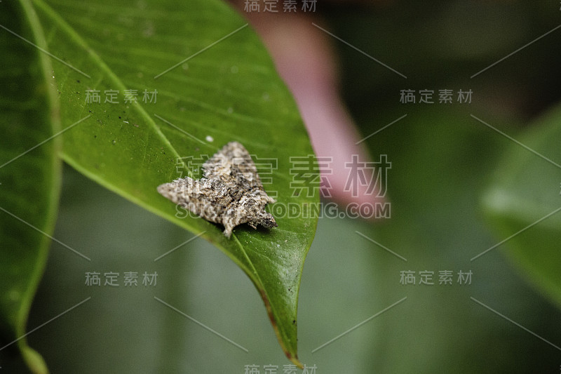 在花园的一片叶子上，雄性苹果弯刀蛾