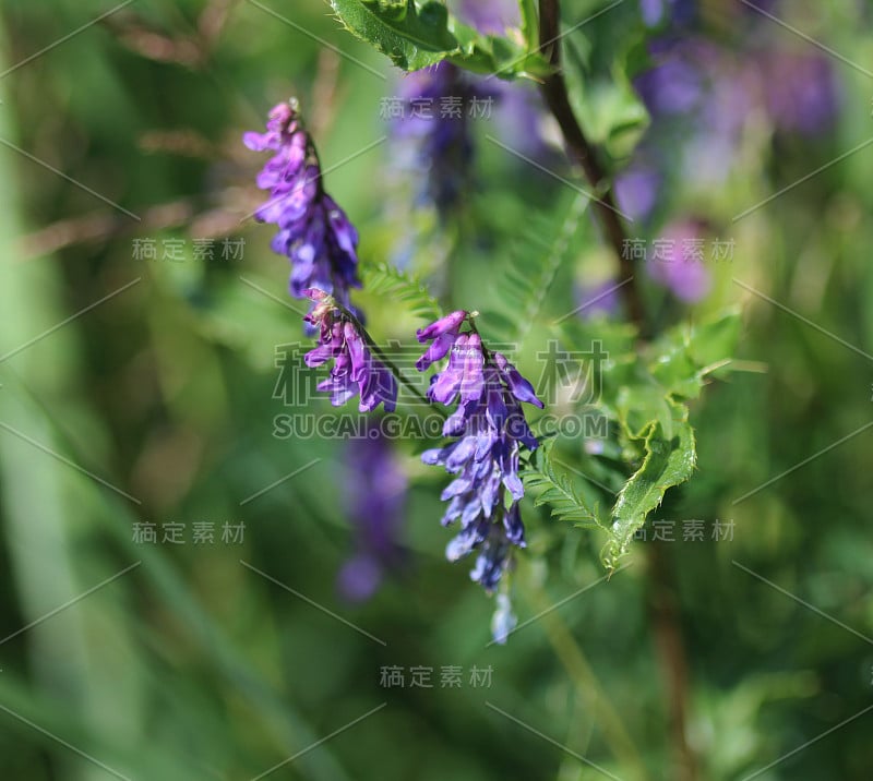 紫荆花