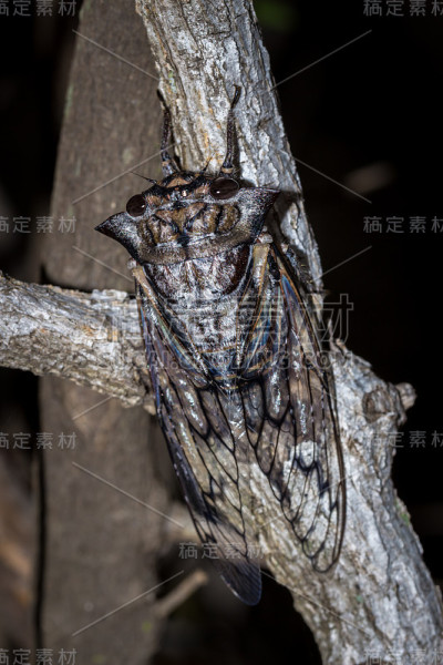 斧头蝉(Oxypleura lenihani)，克鲁格国家公园，南非