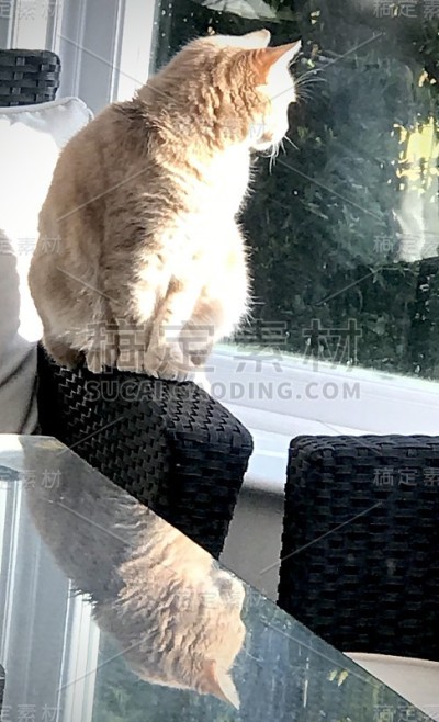 猫反射