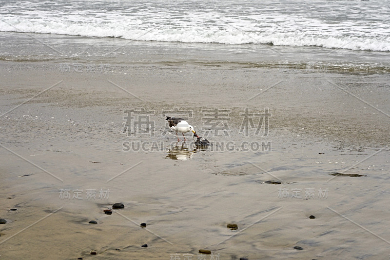 海鸥在吃死鸟