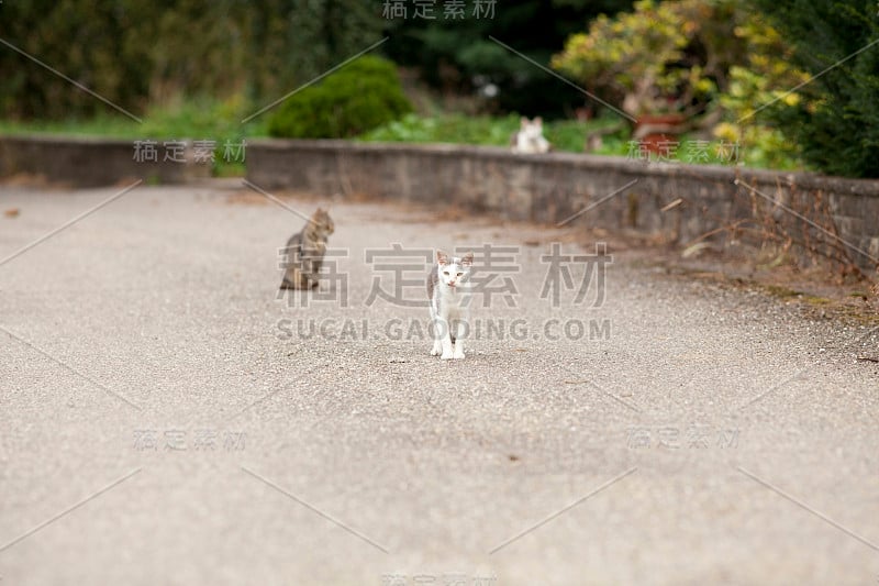 街上的流浪猫。小猫住在街上