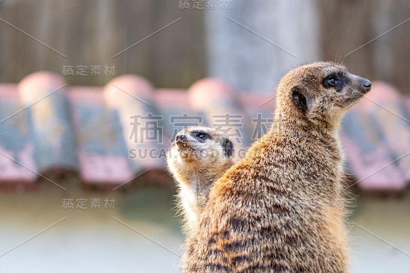 普通狐獴(Suricata suricatta)守卫在瞭望塔上。警惕的动物正站在树干上。自然生活在非