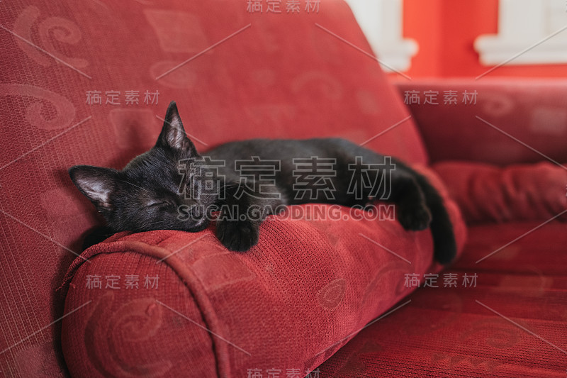 小黑猫睡在红色的沙发垫子上