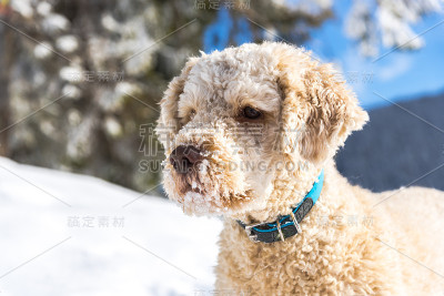 狗在雪中玩耍