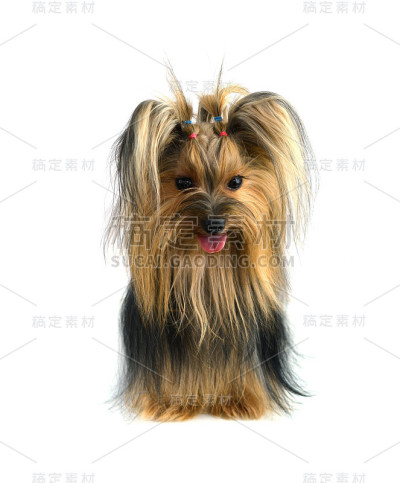 孤立的约克郡犬白色
