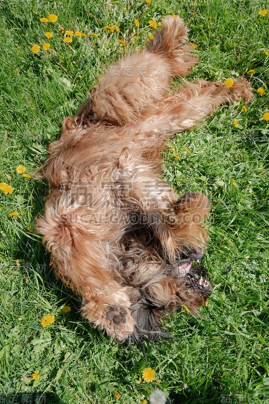 一只红色的牧羊犬，荆棘正在春天的草地上玩耍。