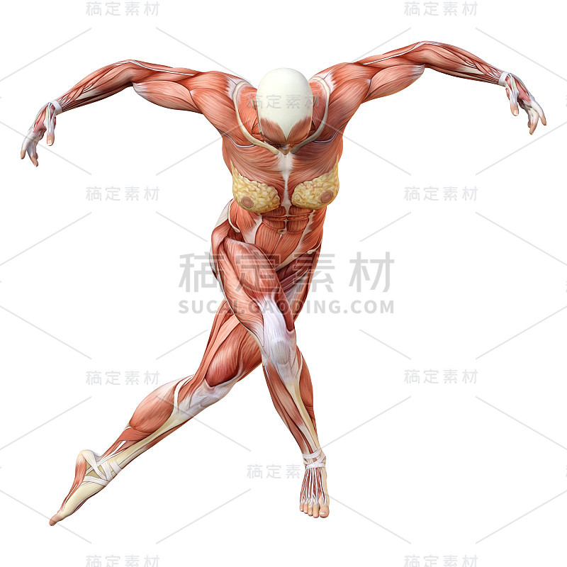 3D插图女性数字与肌肉地图上的白色