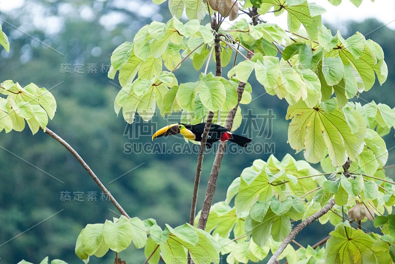 栗嘴鵎鵼(读音:驼空)