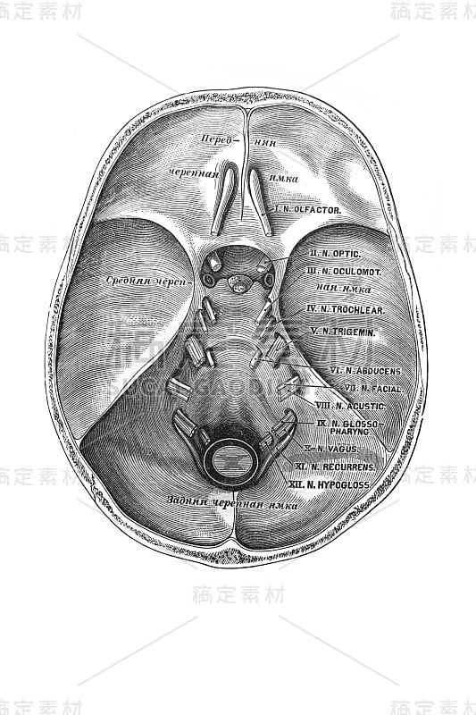 维什涅夫斯基，1890年，莫斯科，旧书《人体解剖学》中的颅神经