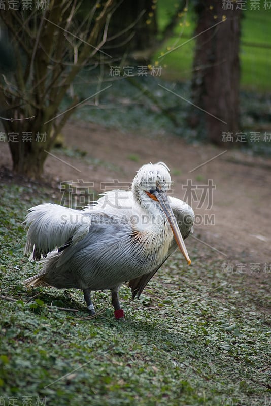 一只鹈鹕站在草地上