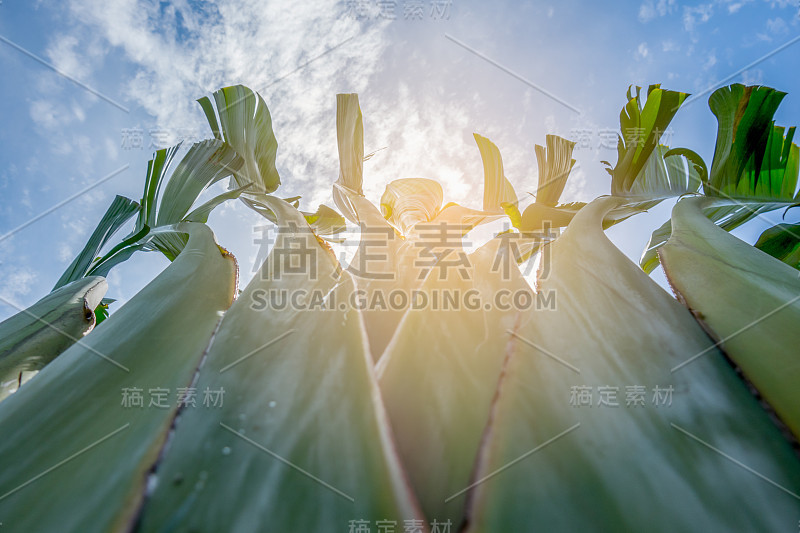 抬头一棵高高的香蕉树，背景是天空。