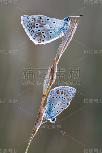 两只粉笔山蓝蝴蝶在一朵草花上