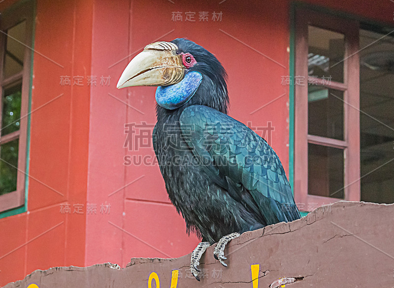 花冠犀鸟，条形袋花冠犀鸟