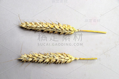 小麦
