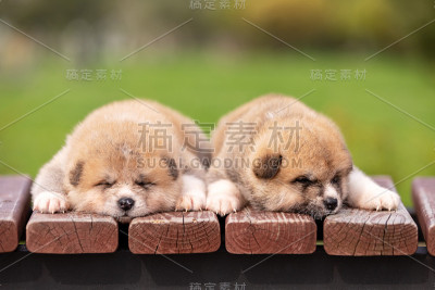 红色的日本秋田犬在公园散步